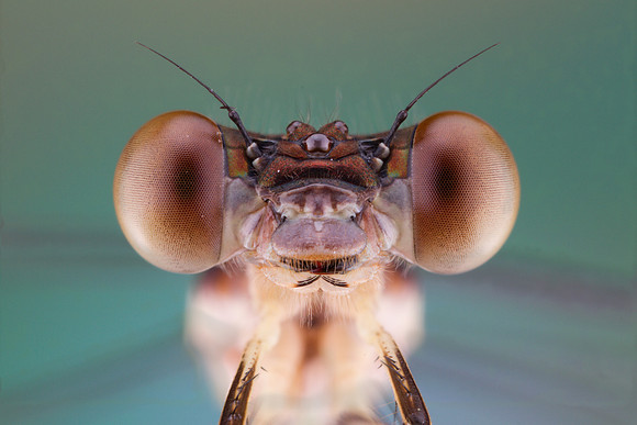 Smoky Rubyspot - Hetaerina titia