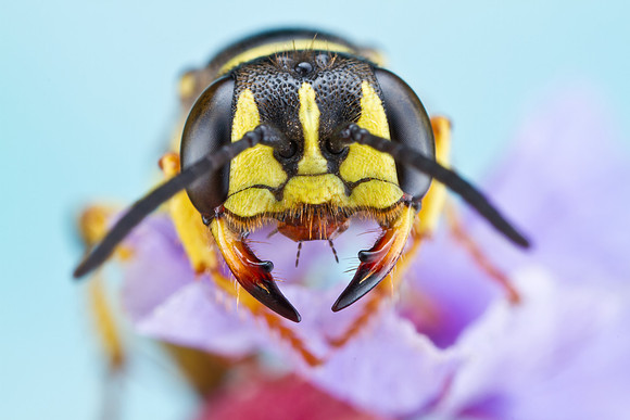 Ant Queen Kidnapping Wasp - Aphilanthops sp.