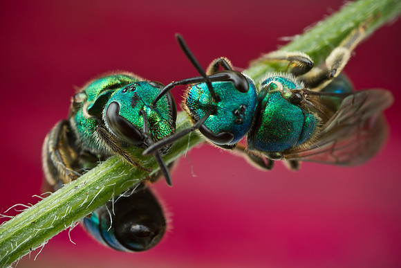 Sweat Bees - Augochloropsis metallica