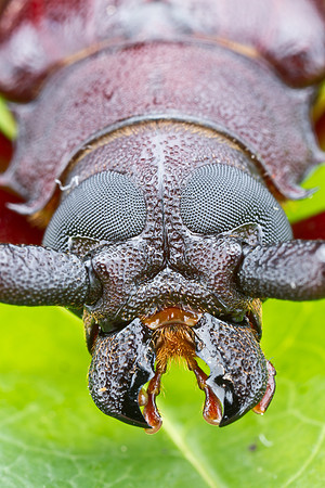 Long-horned Beetle - Prionus pocularis