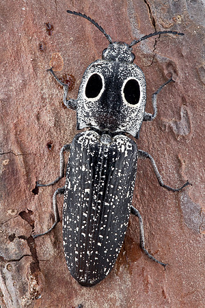 Eyed Click Beetle - Alaus oculatus