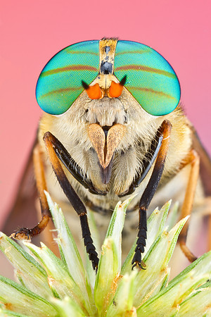 Horse fly - Tabanus fulvulus