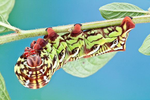 Eumorpha fasciatus