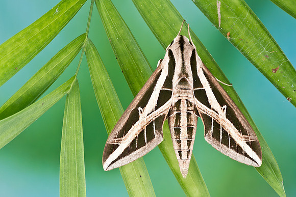 Eumorpha fasciatus
