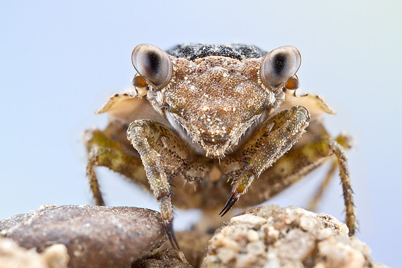 Big-eyed Toad Bug - Gelastocoris oculatus