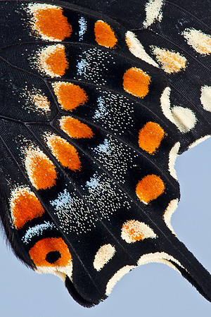 polyxenes asterius