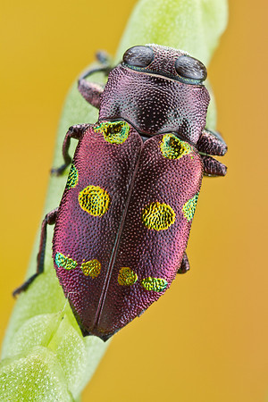 Chrysobothris chrysoela