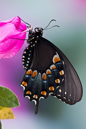 Papilio troilus